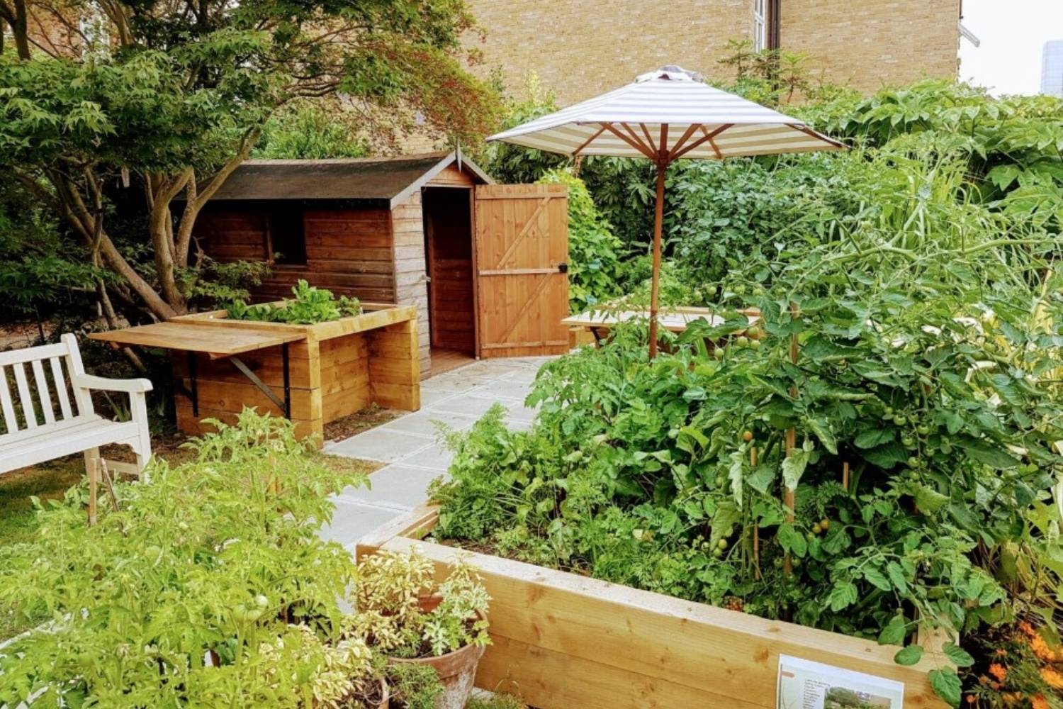 Lambeth Community Care Centre garden, there is a planter in the front right, a brown shed in the back with a stripey umbrella and green leafy plants around.